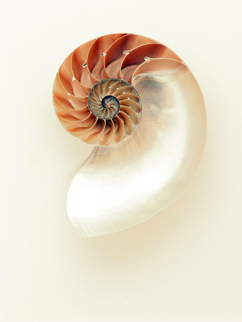 nautilus, shell, nature, shine, silver, mother of pearl, lines, curves, sea, golden section